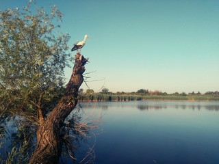 Stork stands on a tree and looks at the lake