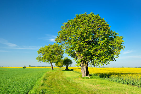 Kulturlandschaft im Fr&uuml;hling, Raps- und Getreidefelder, Feldweg, alte Lindenb&auml;ume