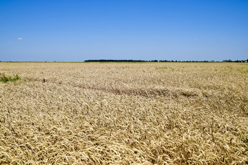 field of wheat. Photo Shooting quadrocopters field of ripe crops.