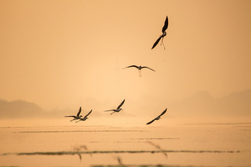 Fototapeta na wymiar A stilt birds flying in the sky at early morning during sunrise time in golden lights. 
