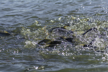 fish swim in the pool to eat the food.