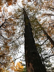 Big pine tree under the autumn season