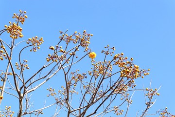 Yellow flower tree in tropical