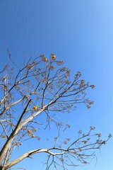 Yellow flower tree in tropical