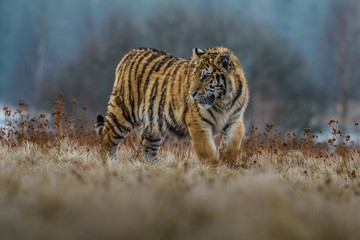 Fototapeta na wymiar tiger, siberian tiger(Panthera tigris altaica)