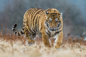 Plakat tiger, siberian tiger(Panthera tigris altaica)