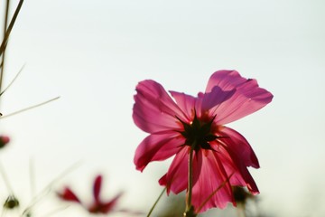 Pink cosmos in tropical
