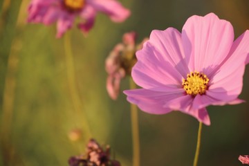 Obraz premium Pink cosmos in tropical