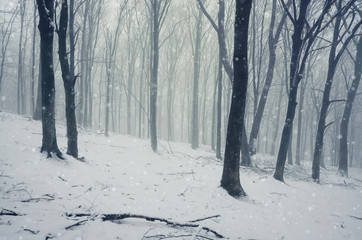 winter landscape, snow and fog in forest during blizzard