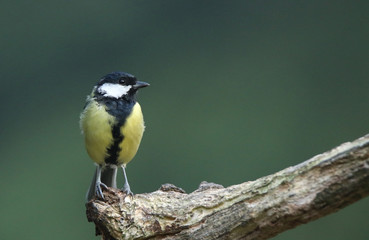Obraz premium Beautiful Great Tit perched on a branch
