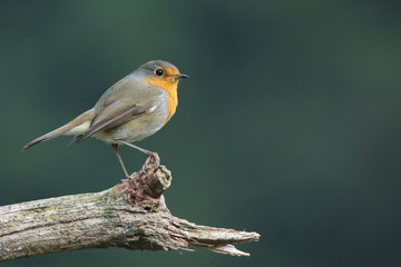 Little robin perched on a branch