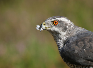 Northern Goshawk with a feather in his beak