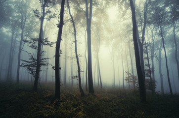 mysterious fantasy forest landscape with trees in fog