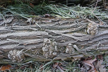 Structure of Dead Wood in Winter Covered with Icing