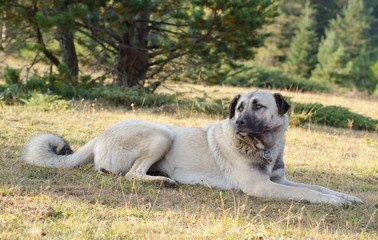 Anatolian shepherd dog, Turkey