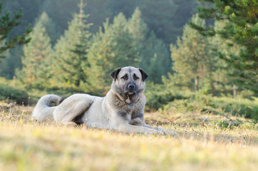 Anatolian shepherd dog, Turkey