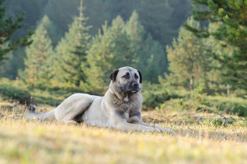 Anatolian shepherd dog, Turkey