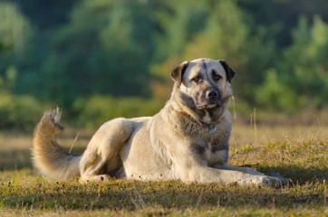 Anatolian shepherd dog, Turkey