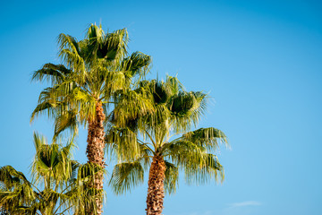 Fototapeta premium Tropical palm trees, blue sky background.