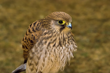 primo piano di gheppio comune,profilo su sfondo chiaro,Falco tinnunculus