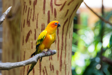 The sun parakeet or sun conure is a medium-sized, vibrantly colored parrot native to northeastern South America