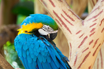 The blue-and-yellow macaw, also known as the blue-and-gold macaw