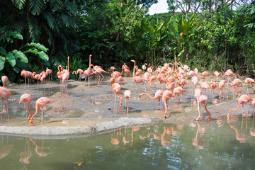Naklejka premium flock of pink flamingos in a zoo