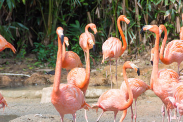 flock of pink flamingos in a zoo