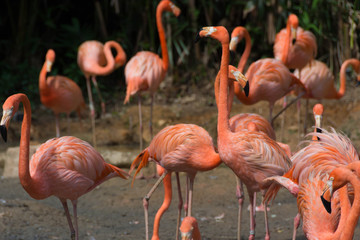 flock of pink flamingos in a zoo