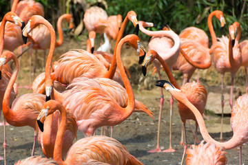 Fototapeta na wymiar flock of pink flamingos in a zoo