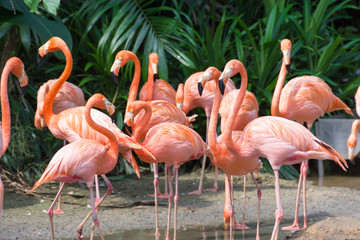 flock of pink flamingos in a zoo