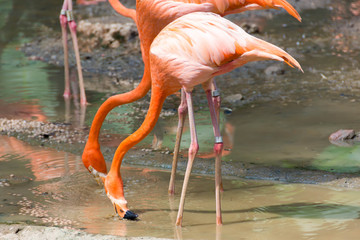 flock of pink flamingos in a zoo