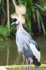 The grey crowned crane is a bird in the crane family Gruidae