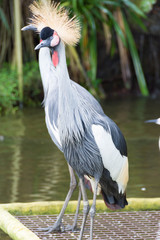 The grey crowned crane is a bird in the crane family Gruidae