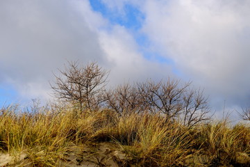 Küstenlandschaft im Winter