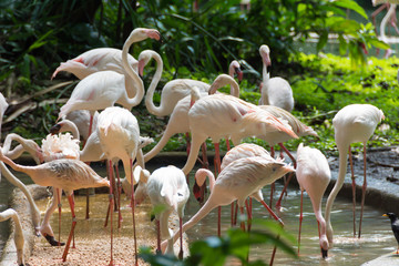 Flamingos or flamingoes are a type of wading bird in the family Phoenicopteridae