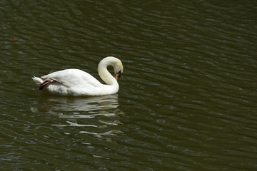 Swans are birds of the family Anatidae within the genus Cygnus. The swans' close relatives include the geese and ducks