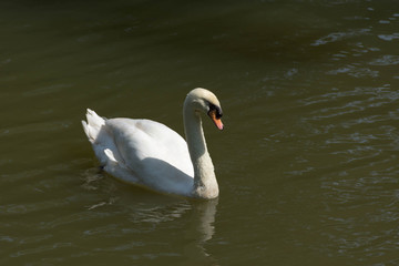 Swans are birds of the family Anatidae within the genus Cygnus. The swans' close relatives include the geese and ducks