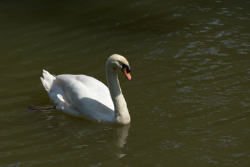 Swans are birds of the family Anatidae within the genus Cygnus. The swans' close relatives include the geese and ducks