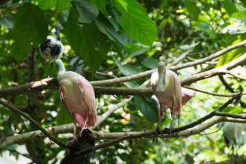Spoonbills are a genus, Platalea, of large, long-legged wading birds