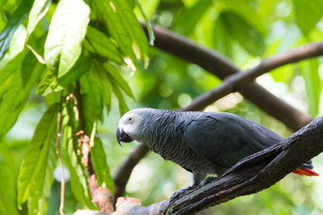 Black Gray parrot isolated and resting in a tree