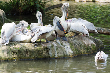 Flock of pelican birds near a pond