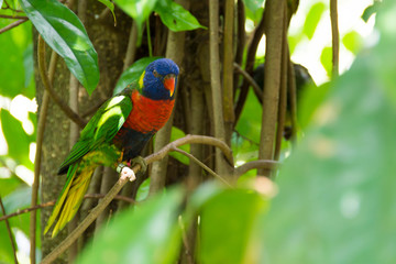 Wild parrots or macaw in a forest