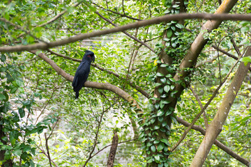 The palm cockatoo (Probosciger aterrimus), also known as the goliath cockatoo or great black cockatoo