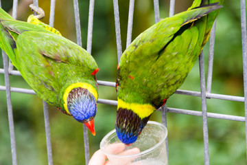 Wild parrots or macaw in a forest