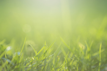 Beautiful green grass as background