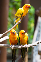 Yellow red and green parrot or macaw in a park