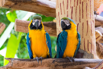 Yellow red and green parrot or macaw in a park