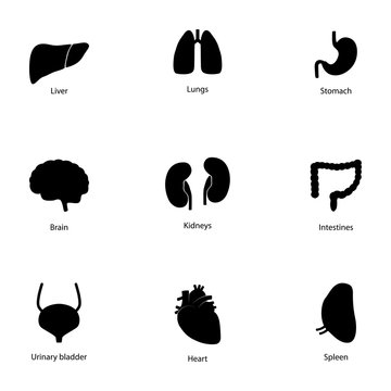 Set of icons of human organs, vector illustration