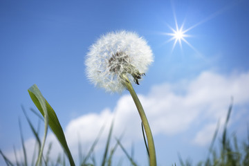 Fototapeta na wymiar a dandelion flower in front of the blue sky